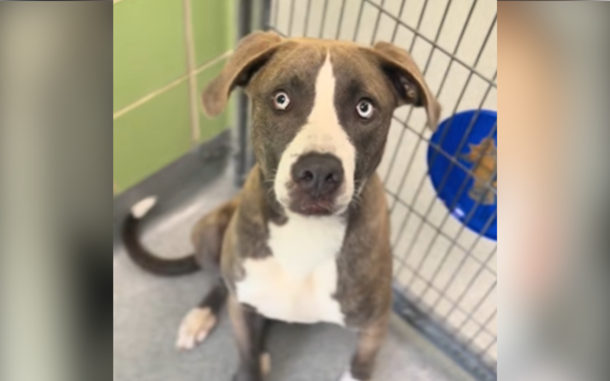 Tears At Shelter Puppy Returned Before First Birthday for Being ‘Too Much’