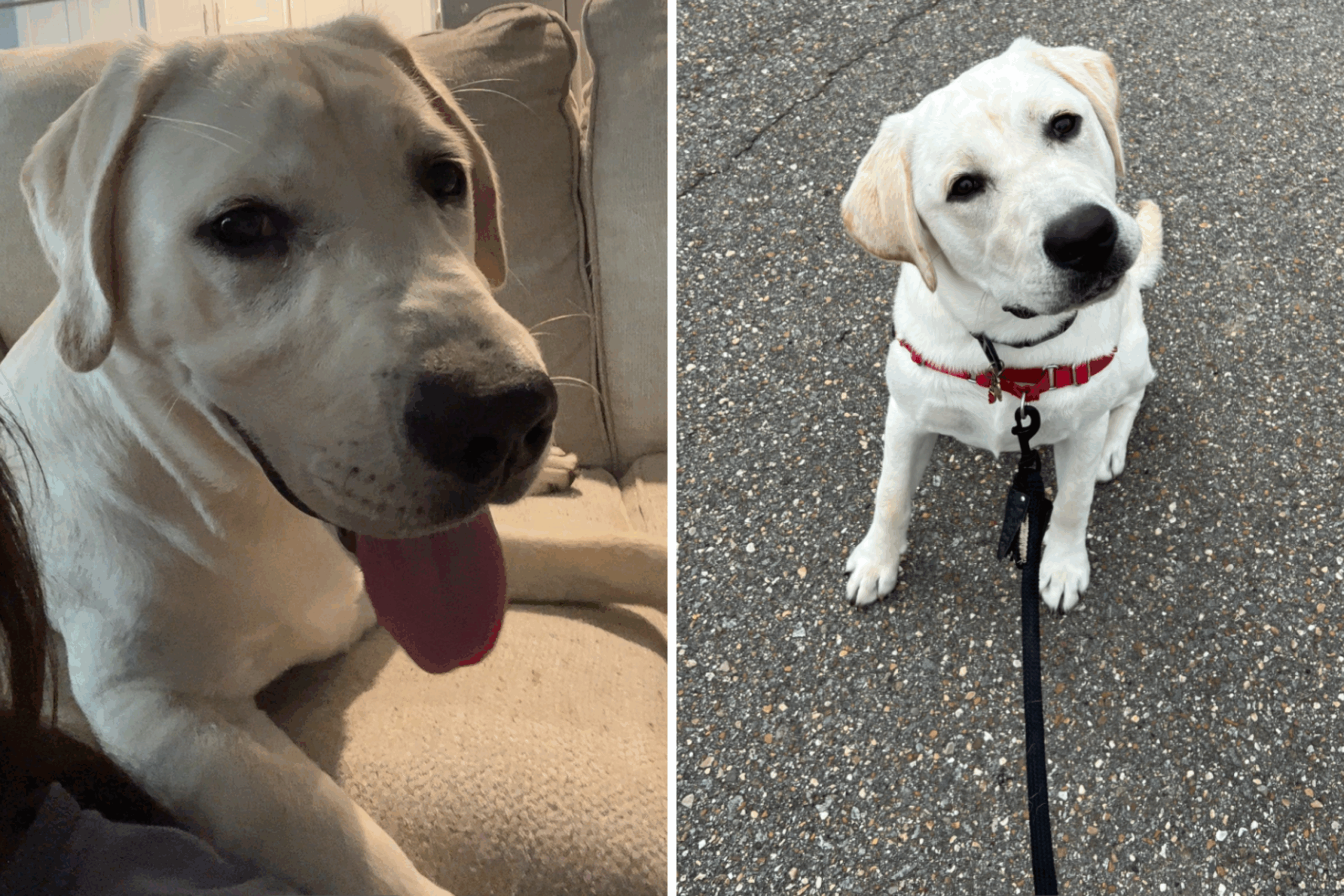 12 Facts You Might Not Know About Your Dog