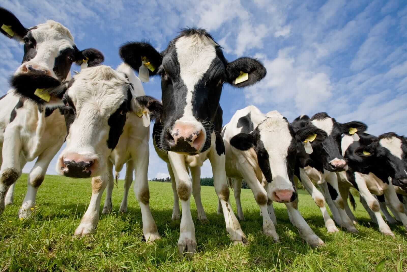 Cattle Hold Rally on Wednesday, as Feeders Add Another $4+