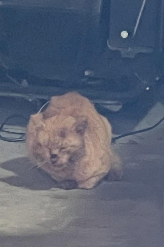 Elderly NJ couple mauled by suddenly rabid stray cat they’ve fed for years: ‘amount of blood absolutely shocking’