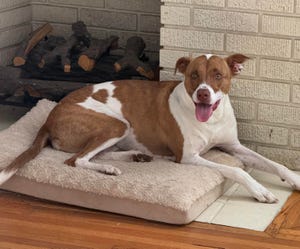 Turn Your Pet Photos Into Cute iPhone Emoji in a Few Easy Steps