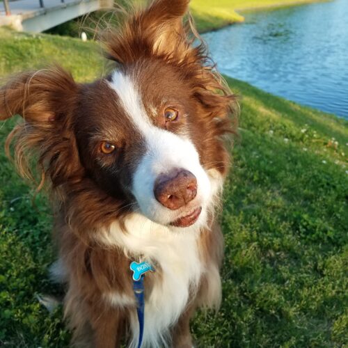 Dogs came in a wide range of sizes and shapes long before modern breeds