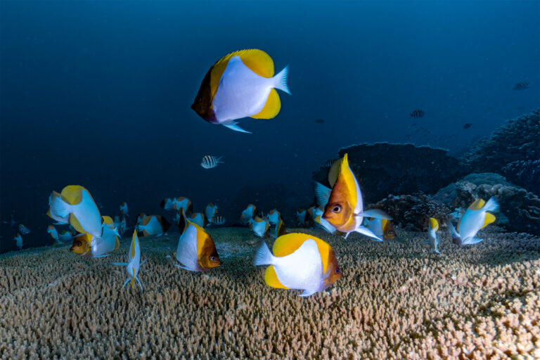 Trade in marine fish for aquariums includes threatened species, lacks oversight: Study