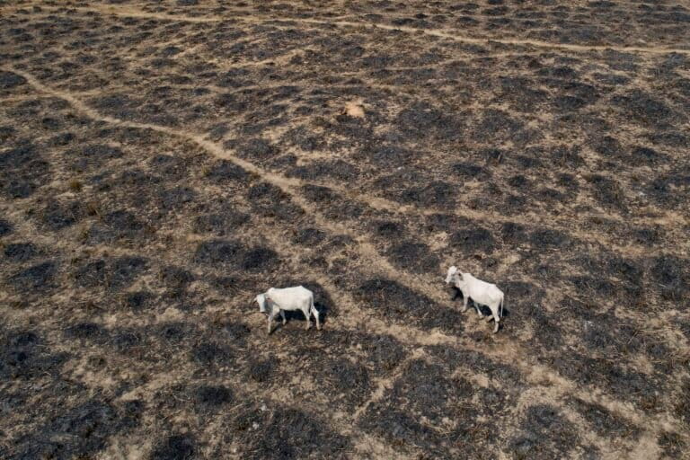 Satellite data show forest loss persists in Brazilian Amazon’s most deforested reserve