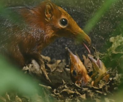 Watch: Britain’s first elephant shrew pups, ‘the Snootlets,’ born at zoo