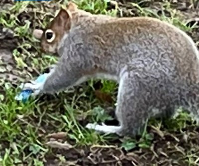 Look: ‘Vaping’ squirrels spark warnings from experts