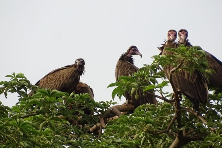 ‘Staggering’ trade for belief-based use drives hooded vultures to near-extinction in Benin