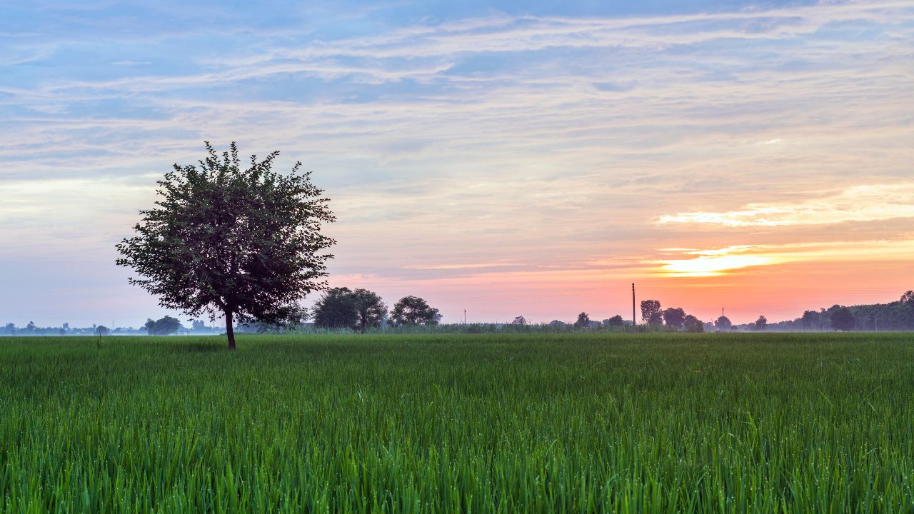 AWL Agri Q3: Edible oil demand leads double-digit volume growth