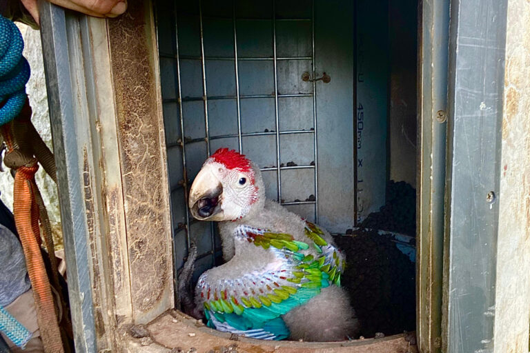 Hidden cameras reveal macaws’ secret lives