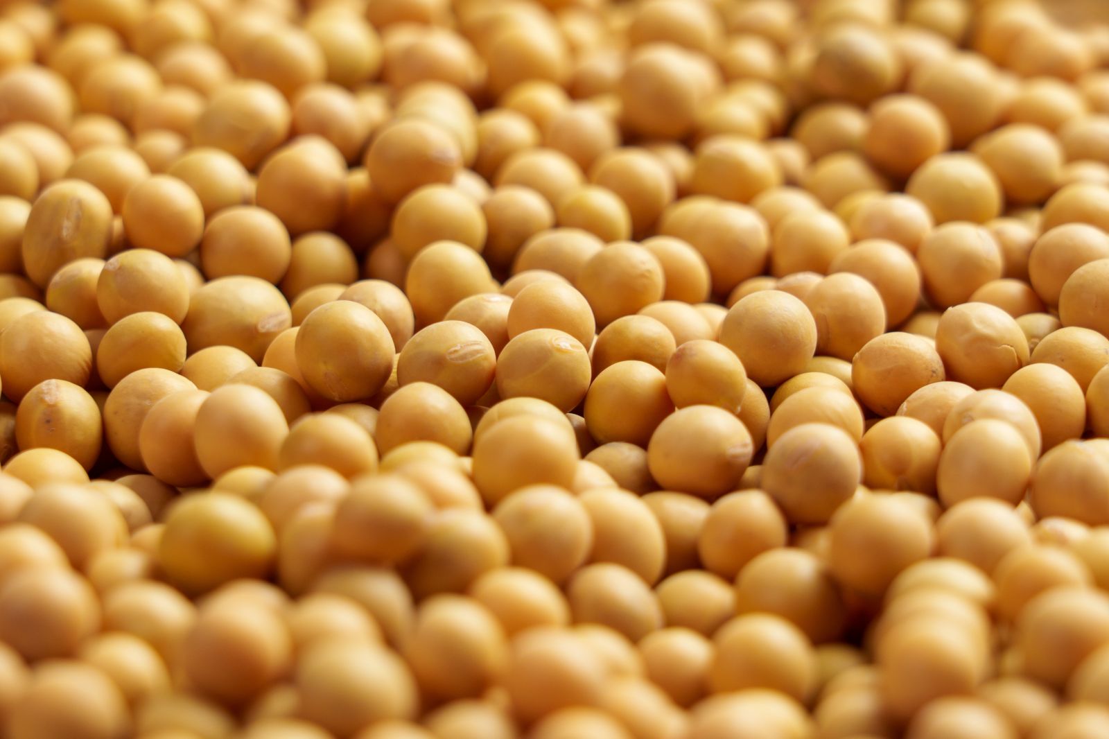 Soybeans Starting Thursday with Gains