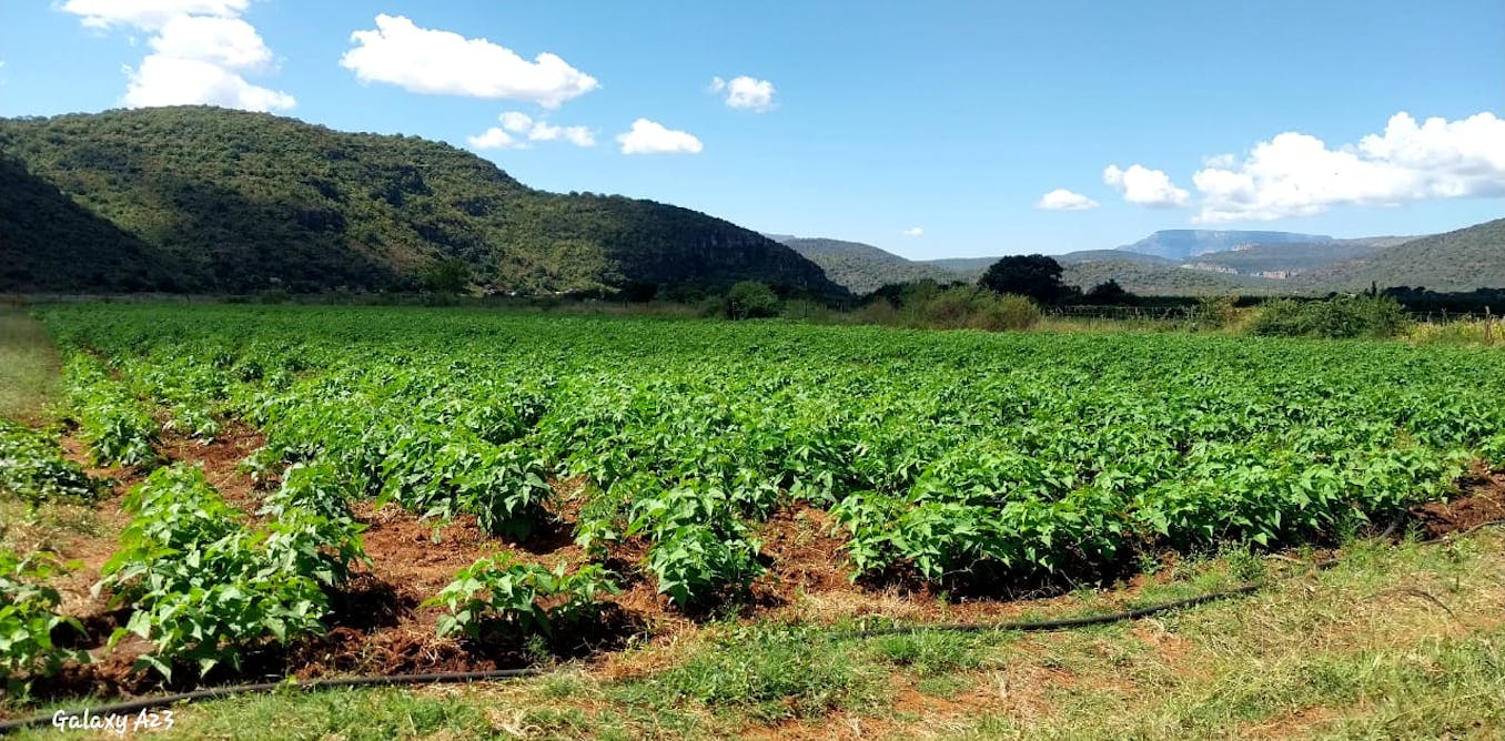 South Africa’s farmers aren’t yet replacing chemical fertilisers with sustainable alternatives – this is why