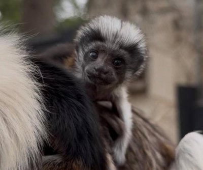 Cotton-top tamarin twins born at Texas zoo