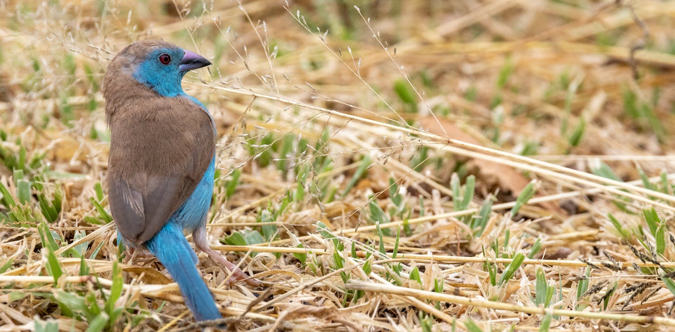 Humidity and heat are killers for tropical birds – waxbill and hornbill studies highlight the dangers