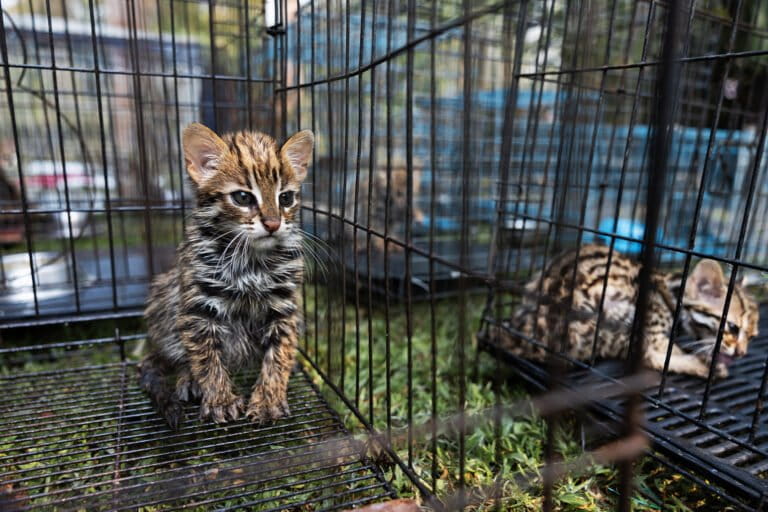 In Thailand, burned sugarcane plantations become traps for leopard cat cubs