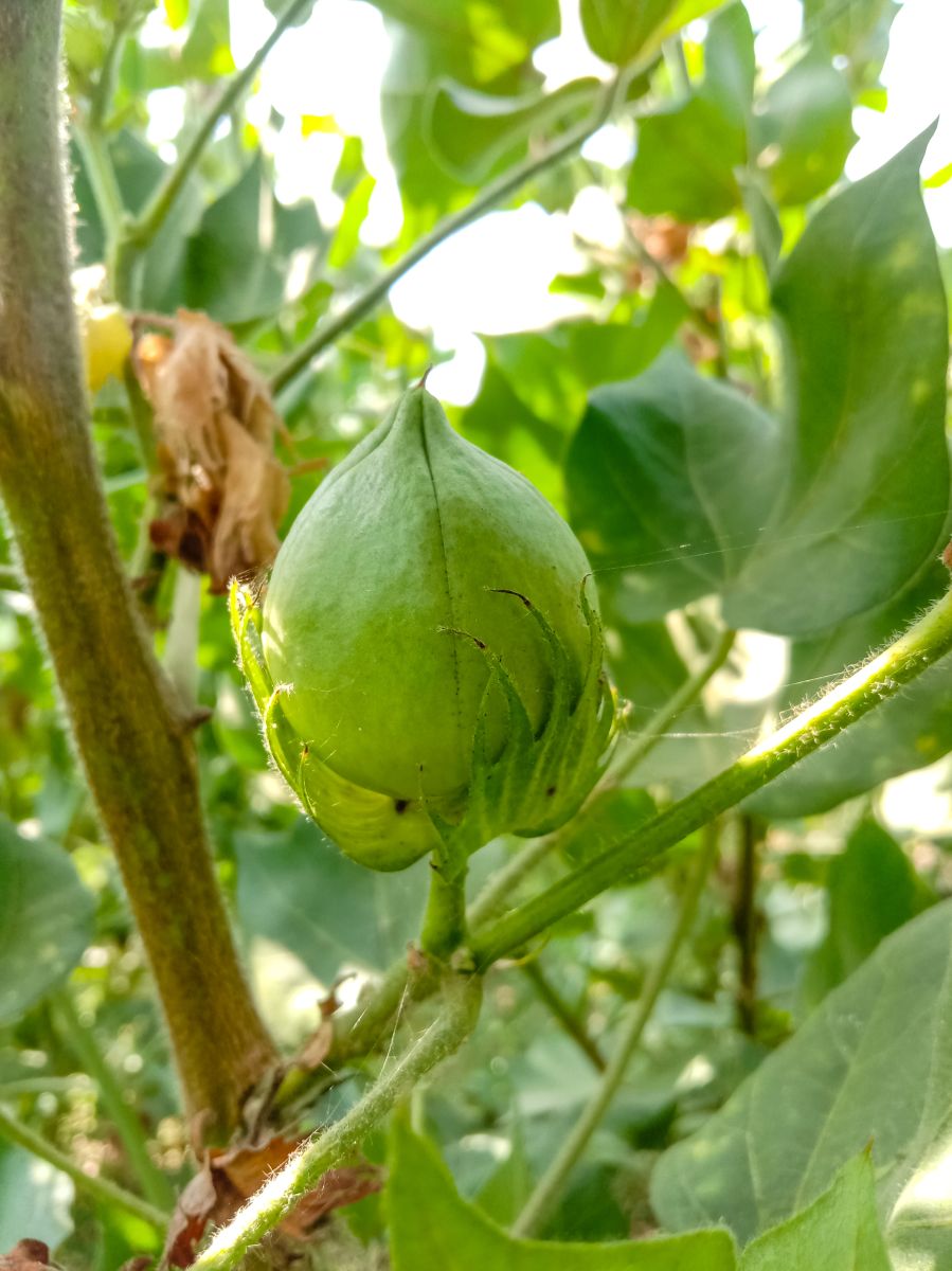 Cotton Bouncing Higher on Thursday