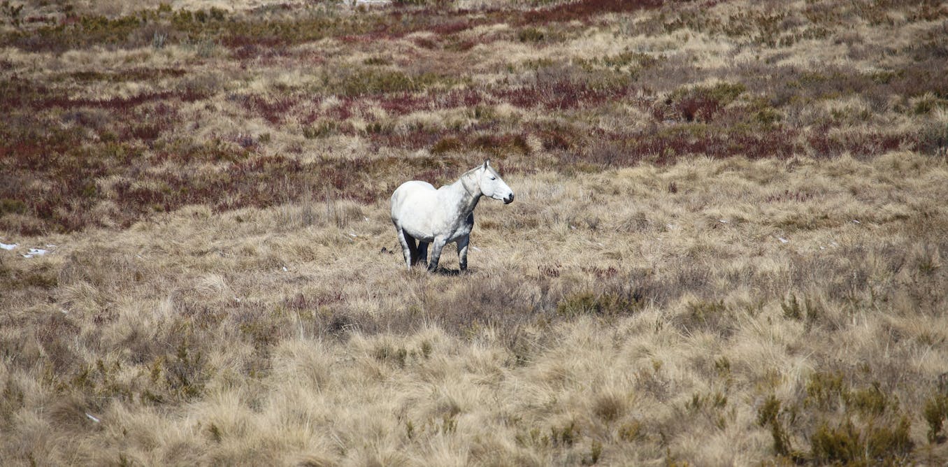 Feral horse numbers in Australia’s alps are on the rise again. It’s time to act