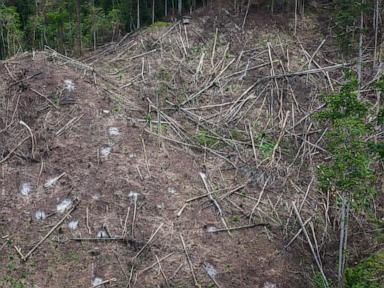 Japan’s biomass energy boom threatens further deforestation in Indonesia