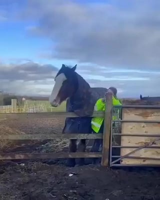 Horse prevents human from getting squashed