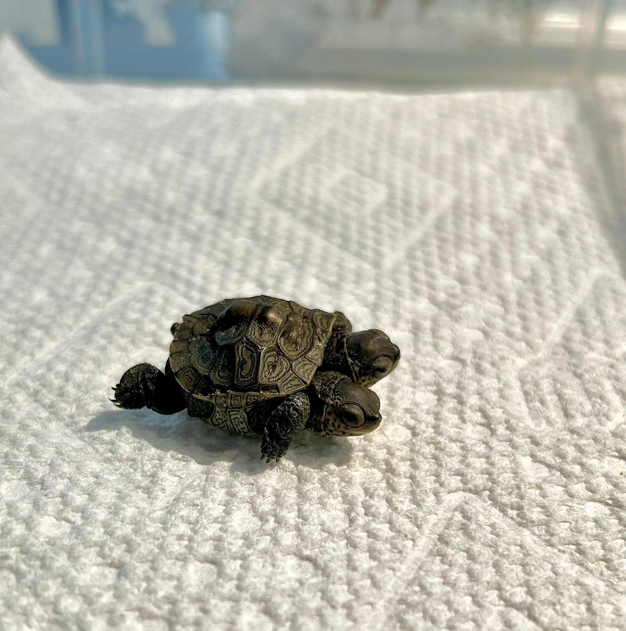 ‘Especially rare’ two-headed baby turtle found in Cape Cod