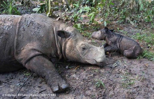 Two rare pregnancies spark hope for Sumatran rhinos — but also concerns about inbreeding